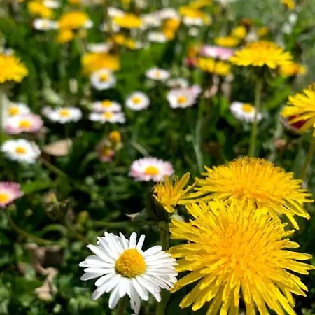 Il Galletto Selvatico Di Mussa - Langhe