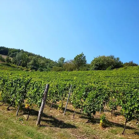 Il Galletto Selvatico Di Mussa - Langhe Apartmán Ponti