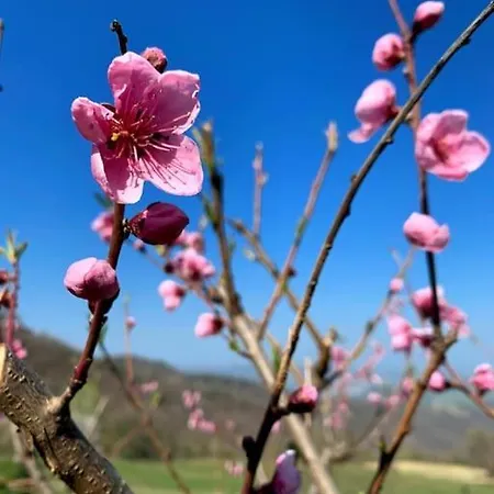 Lejlighed Il Galletto Selvatico Di Mussa - Langhe Ponti