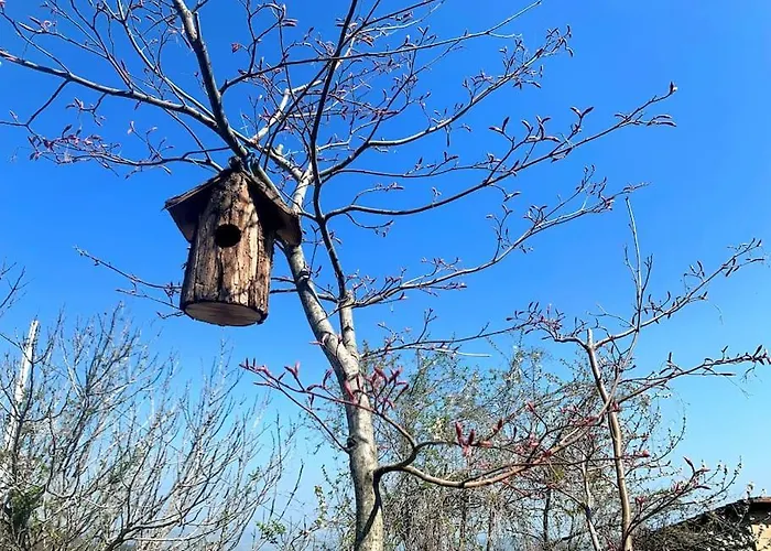 Il Galletto Selvatico Di Mussa - Langhe