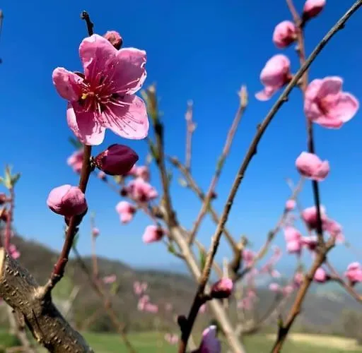 Apartamento Il Galletto Selvatico Di Mussa - Langhe Ponti